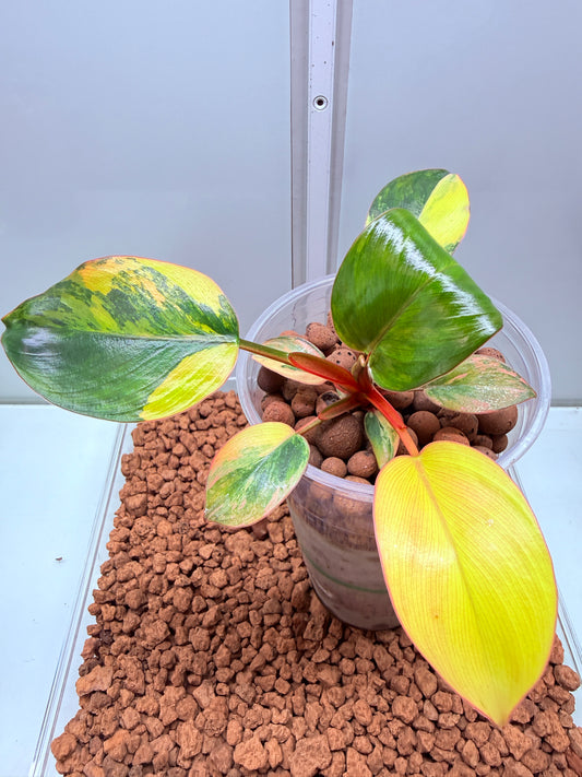 Philodendron Red Congo Variegated non tc - BRC
