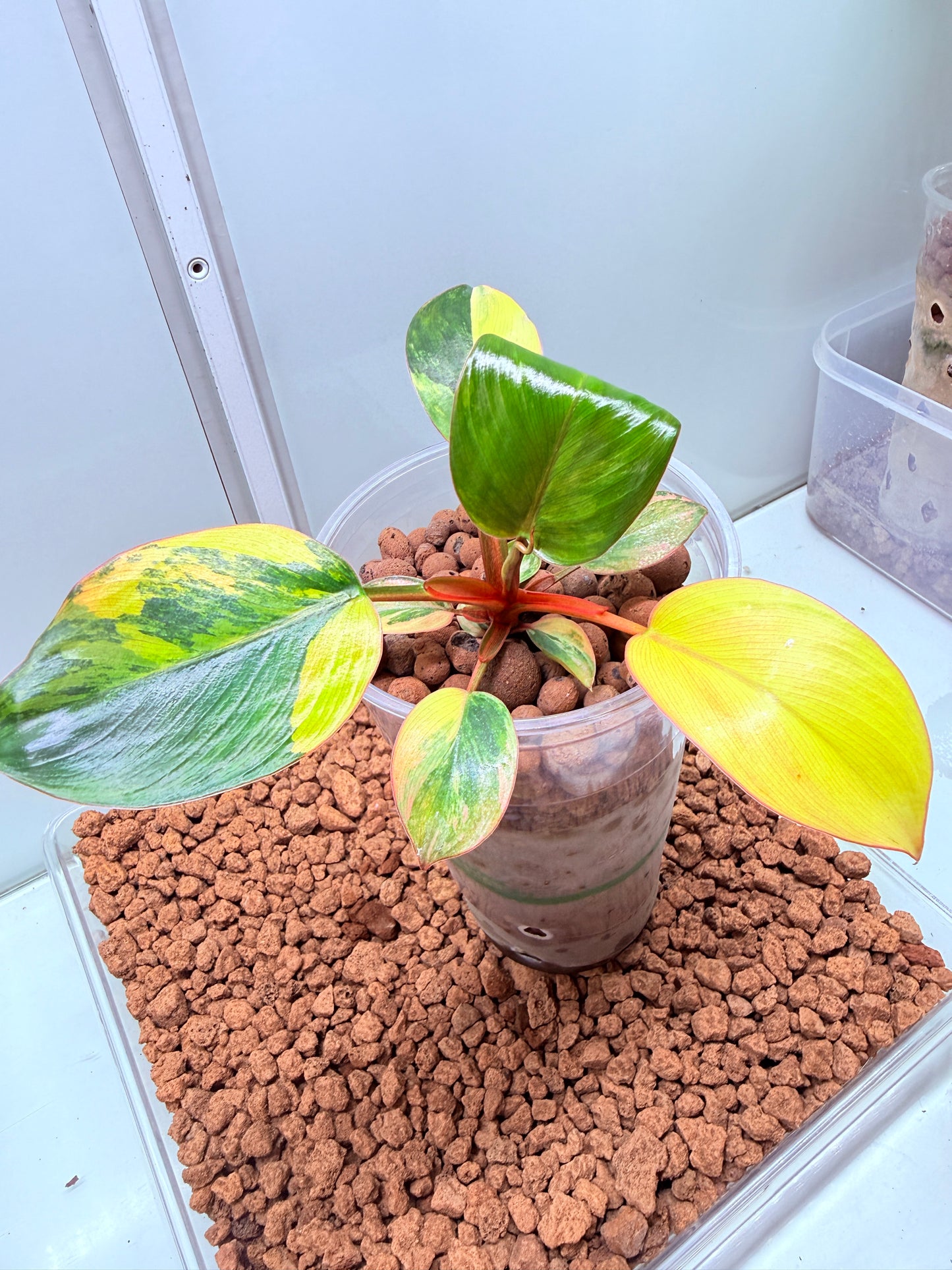 Philodendron Red Congo Variegated non tc - BRC