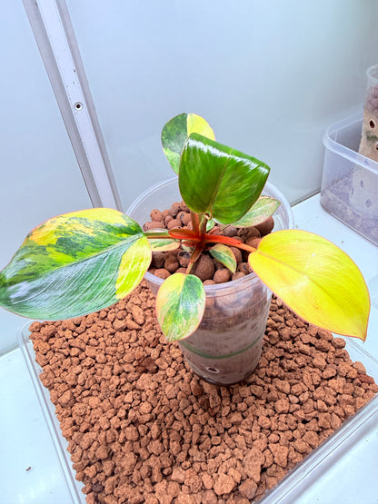 Philodendron Red Congo Variegated non tc - BRC