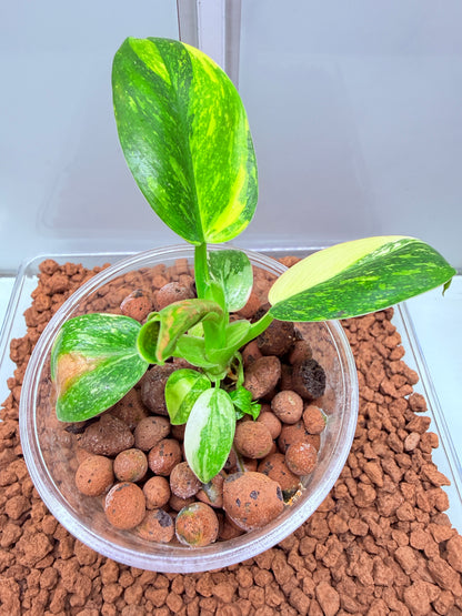 Philodendron Green Congo Nuclear Non tc - PGNC