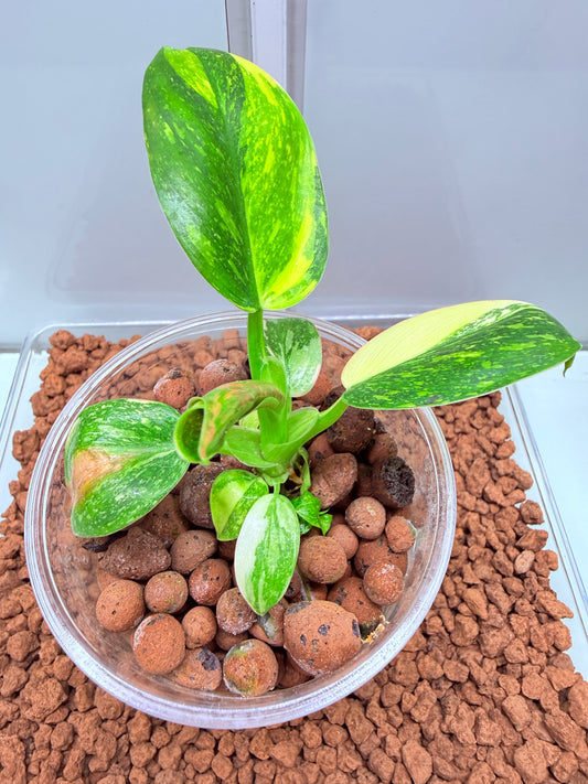Philodendron Green Congo Nuclear Non tc - PGNC