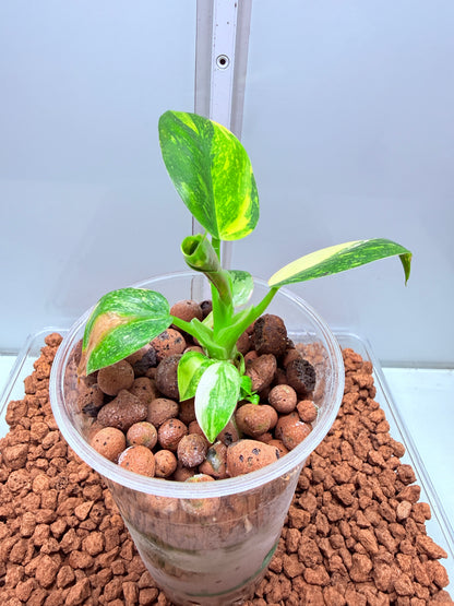 Philodendron Green Congo Nuclear Non tc - PGNC