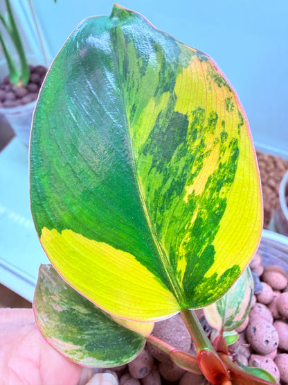 Philodendron Red Congo Variegated non tc - BRC