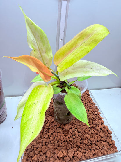 Philodendron Whipple Way - PWW4