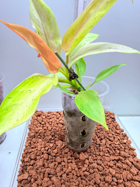 Philodendron Whipple Way - PWW4