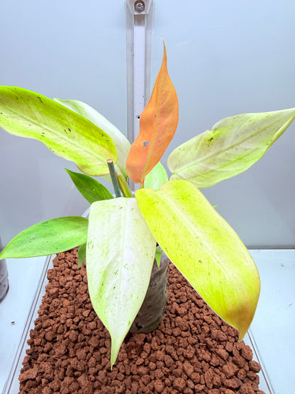 Philodendron Whipple Way - PWW4