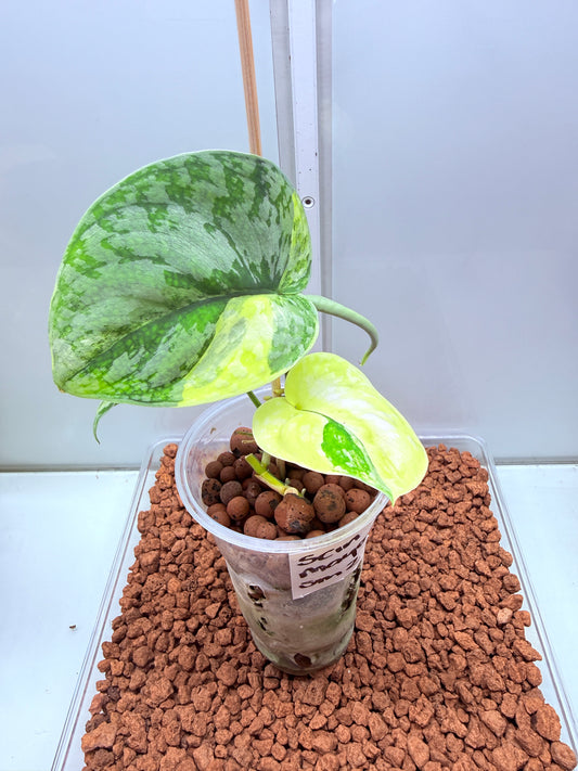Scindapsus Mayari Aurea High Variegation - SMA 2