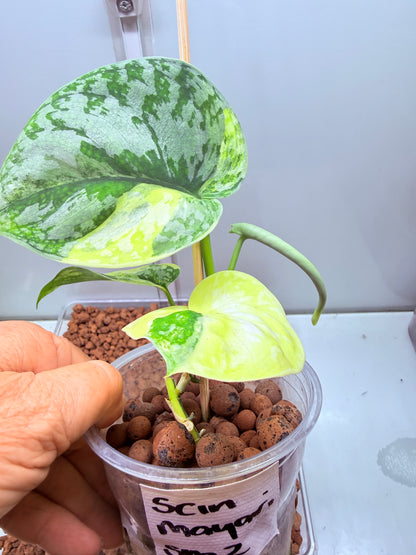 Scindapsus Mayari Aurea High Variegation - SMA 2