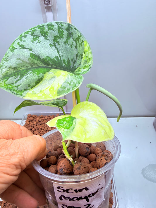 Scindapsus Mayari Aurea High Variegation - SMA 2