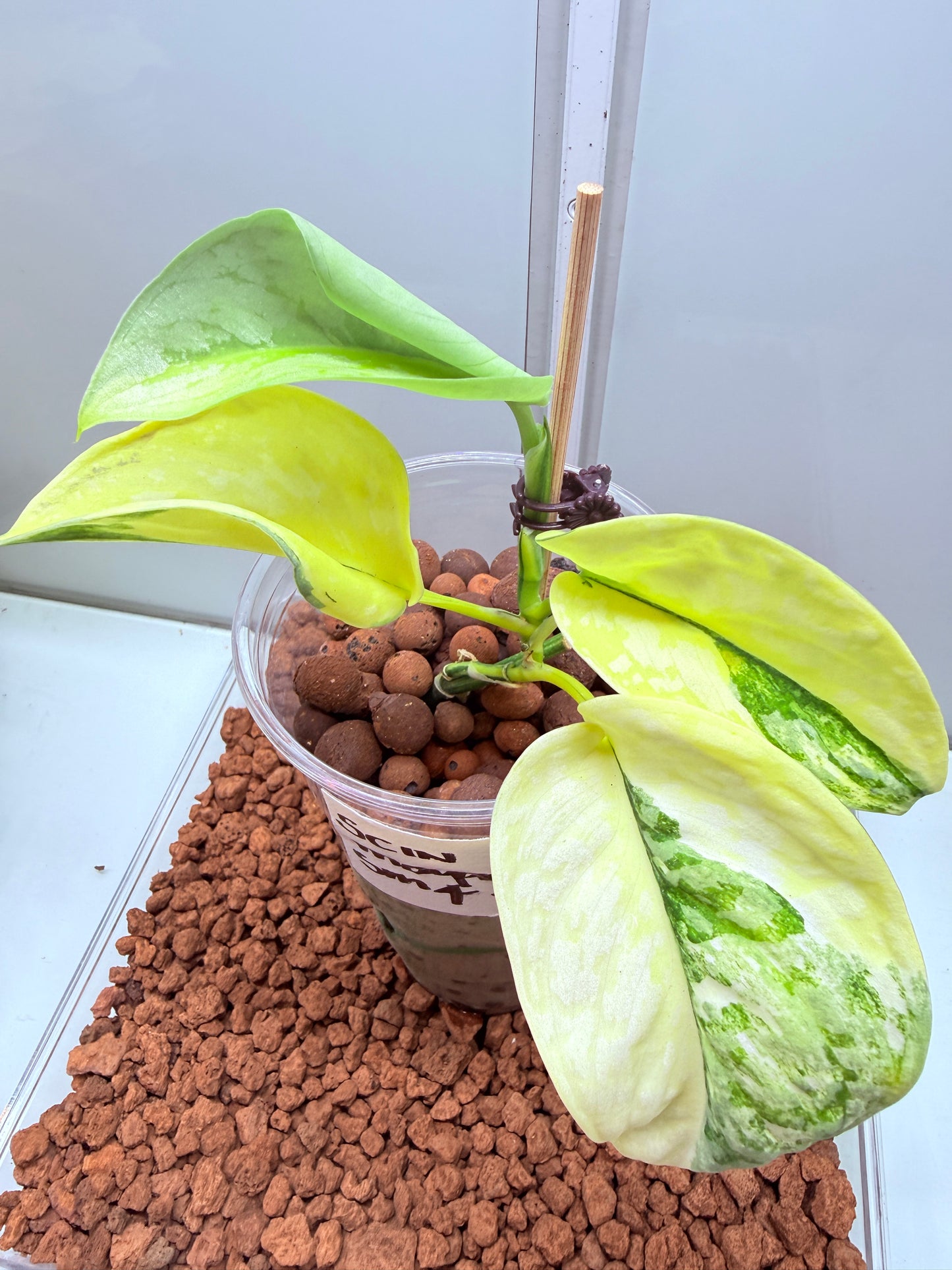 Scindapsus Mayari Aurea High Variegation - SMA 4