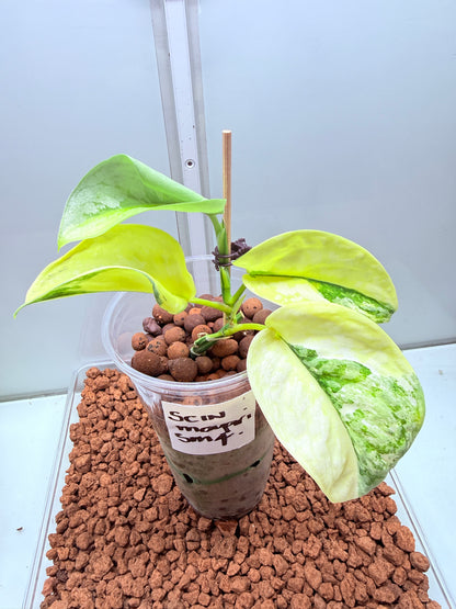 Scindapsus Mayari Aurea High Variegation - SMA 4