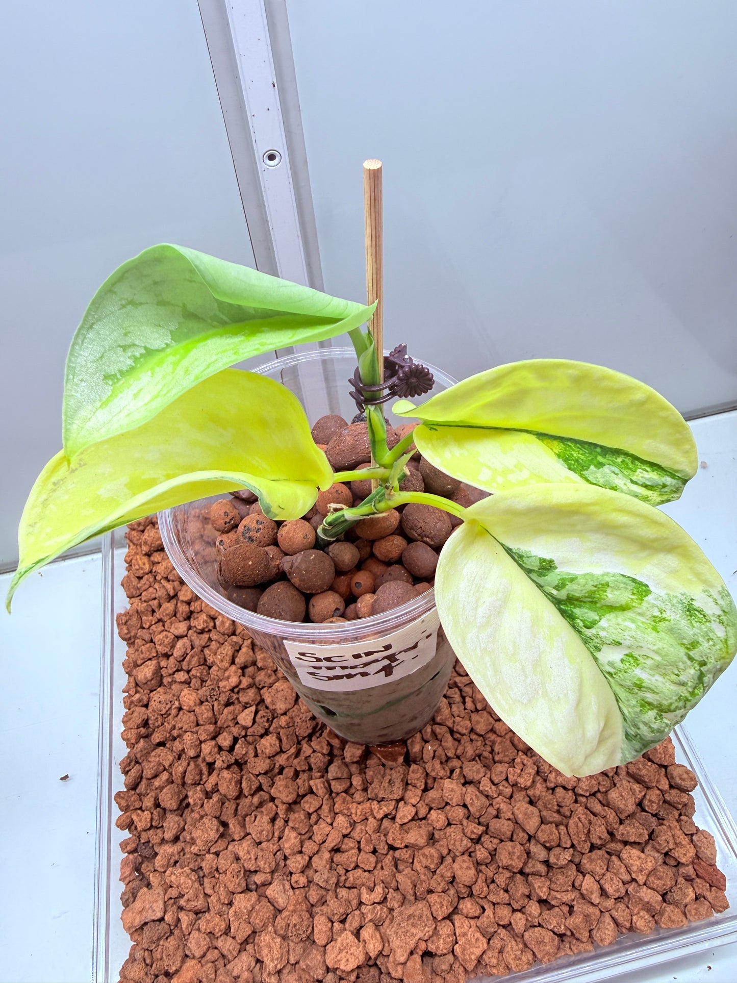 Scindapsus Mayari Aurea High Variegation - SMA 4