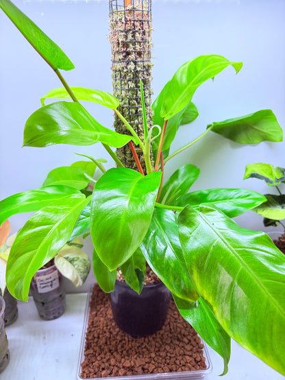 Philodendron Thai Sunrise - PTS1 XLarge