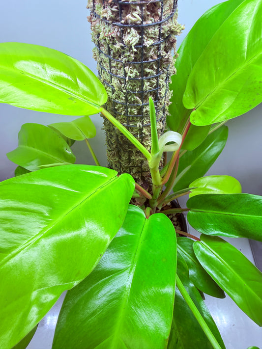 Philodendron Thai Sunrise - PTS1 XLarge