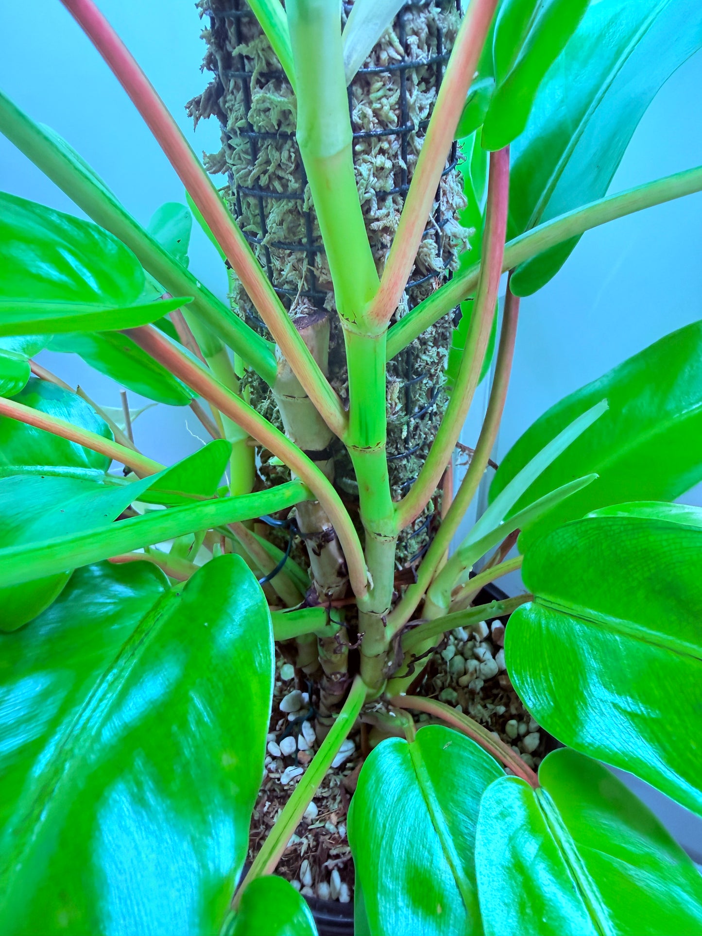 Philodendron Thai Sunrise - PTS1 XLarge