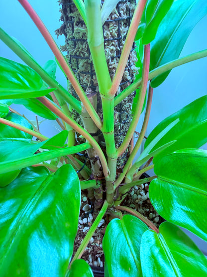 Philodendron Thai Sunrise - PTS1 XLarge
