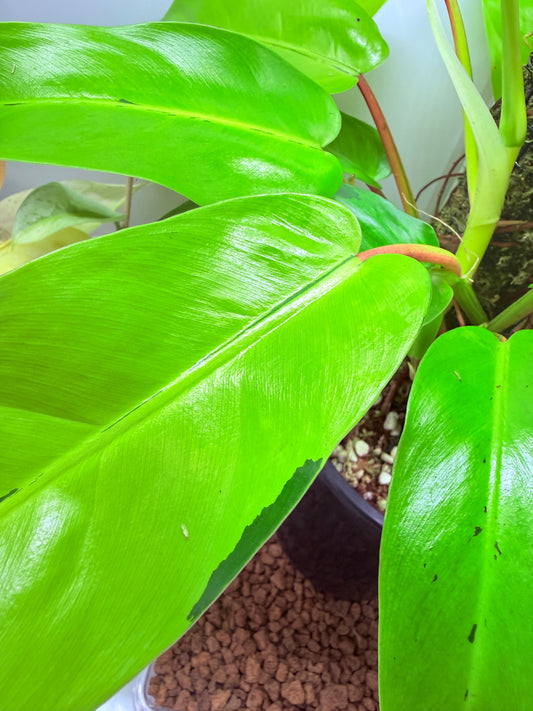 Philodendron Thai Sunrise - PTS1 XLarge