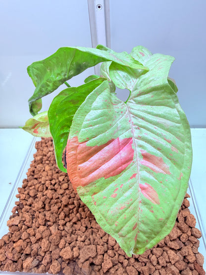 Syngonium Confetti - SC