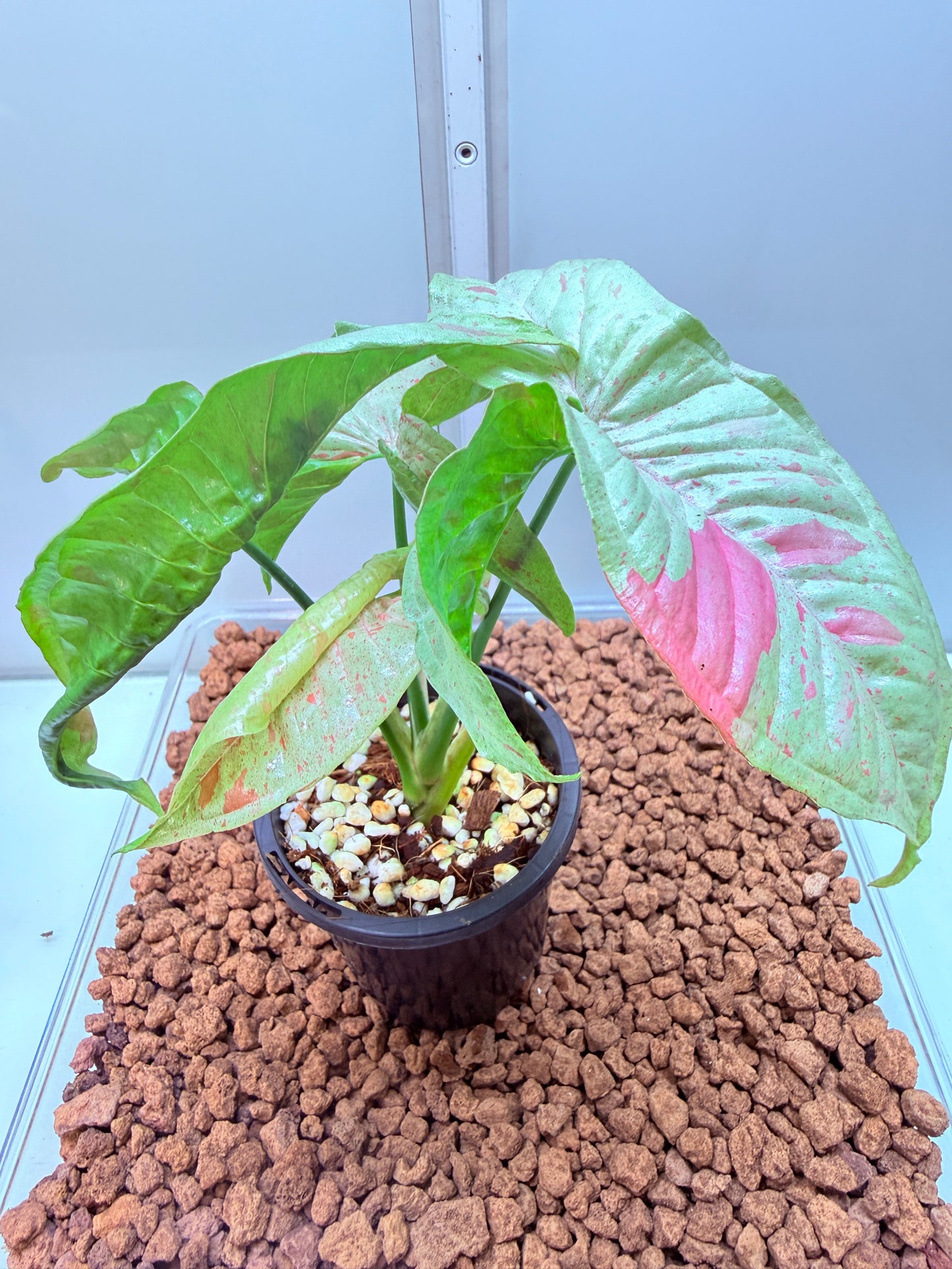 Syngonium Confetti - SC