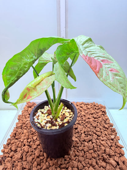 Syngonium Confetti - SC