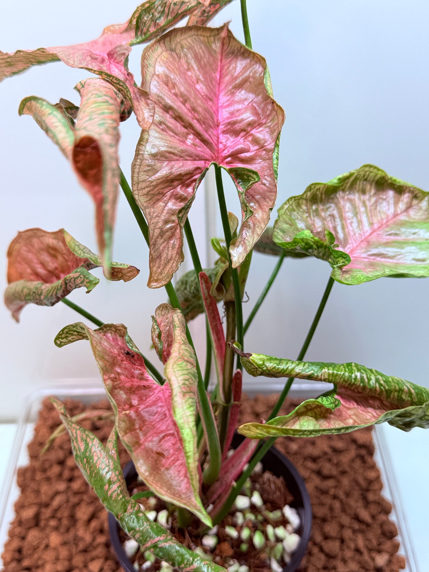 Syngonium Mossic
