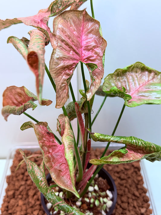 Syngonium Mossic