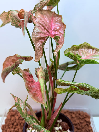 Syngonium Mossic