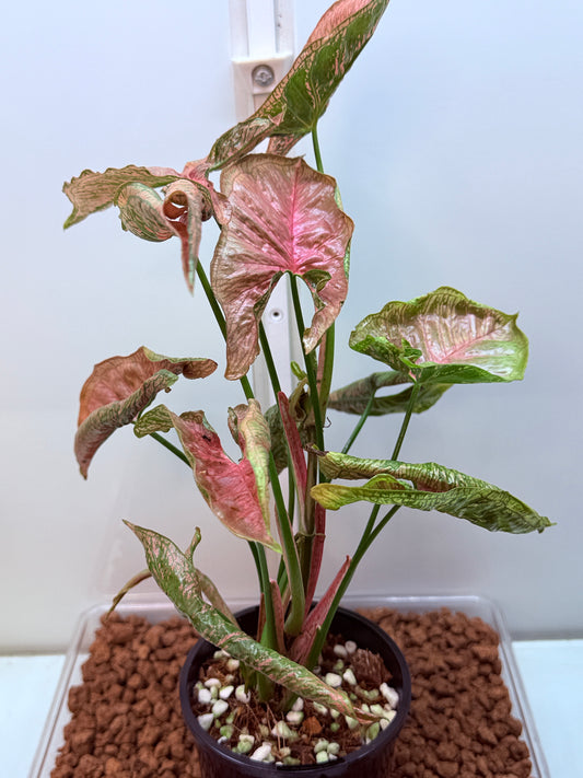 Syngonium Mossic