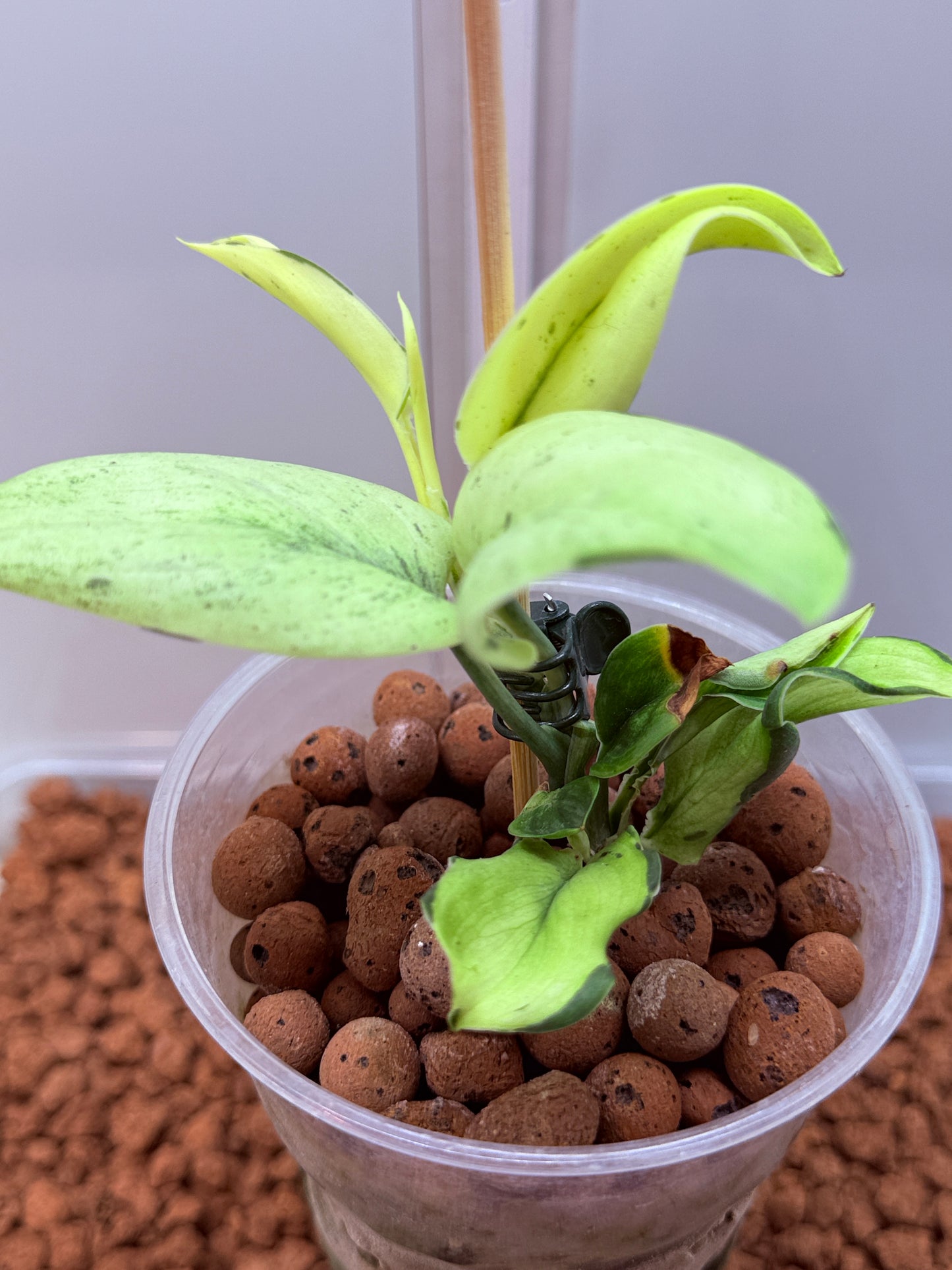 Scindapsus Superstar - N4