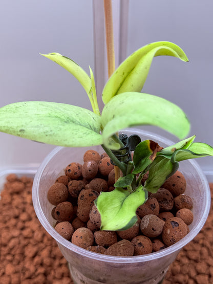 Scindapsus Superstar - N4