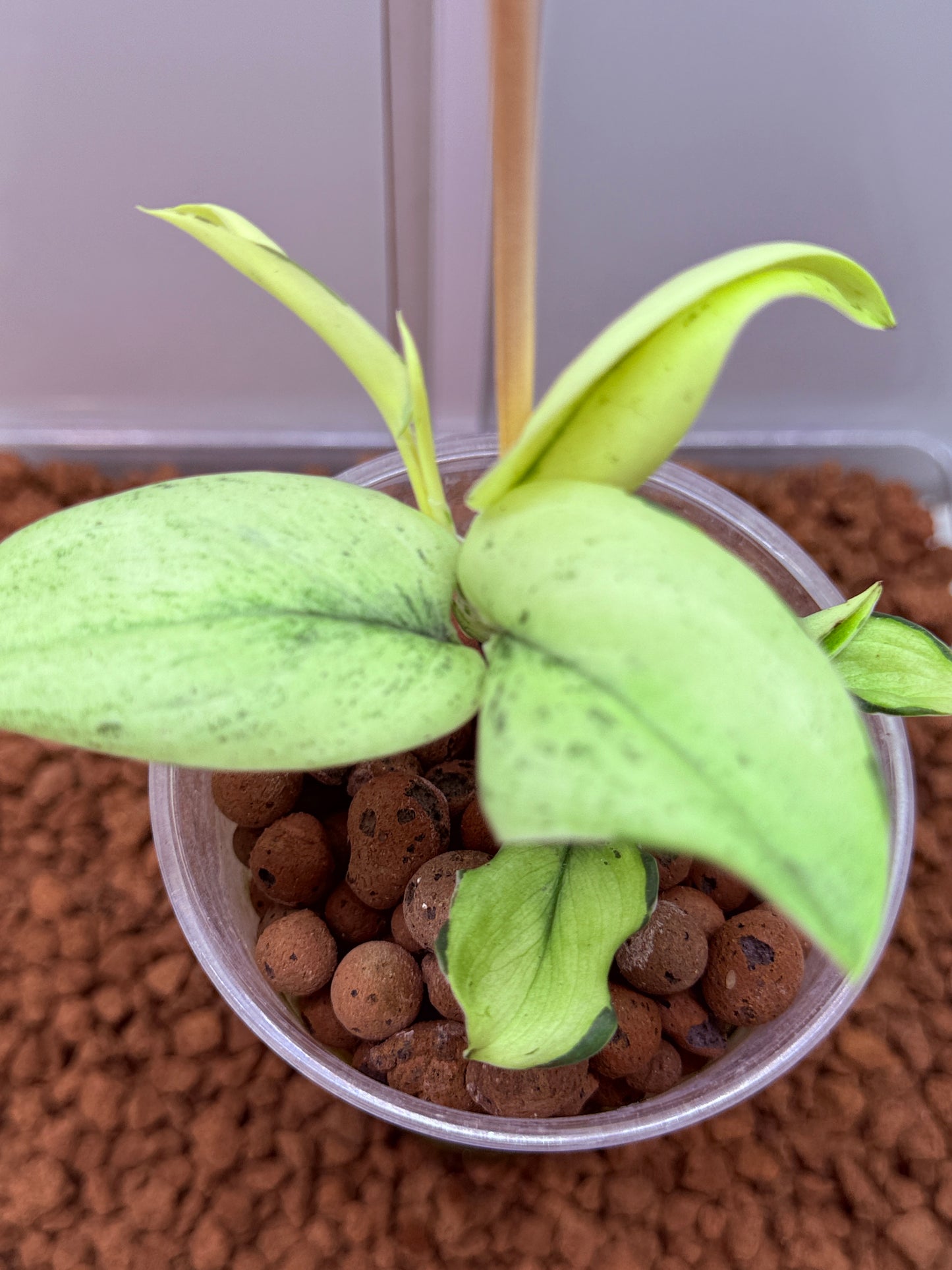 Scindapsus Superstar - N4