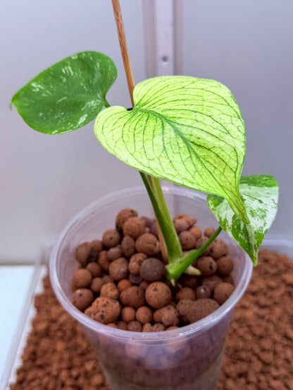 Monstera White Monster - WM1