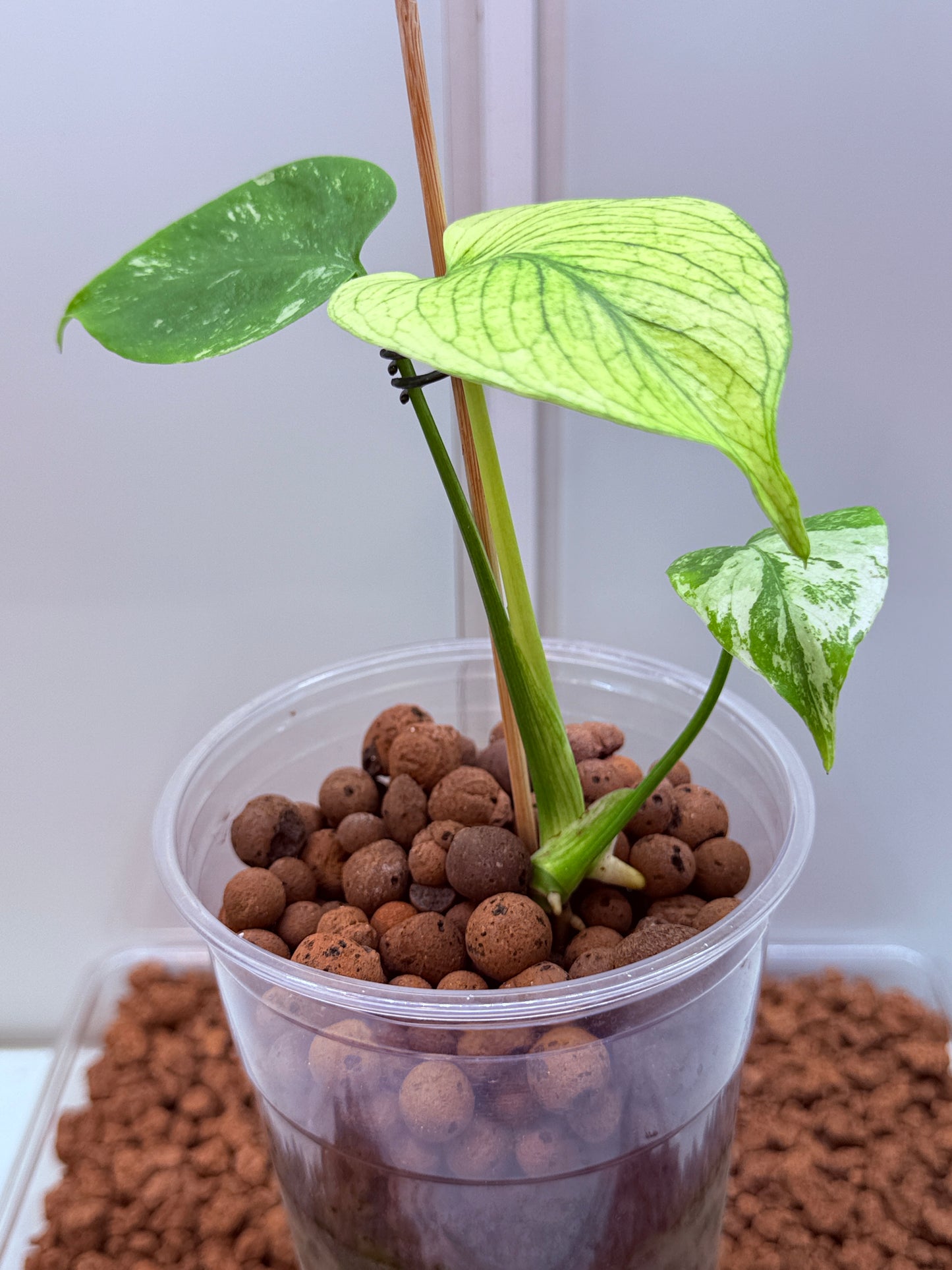 Monstera White Monster - WM1