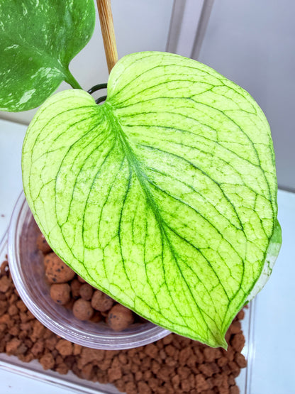 Monstera White Monster - WM1