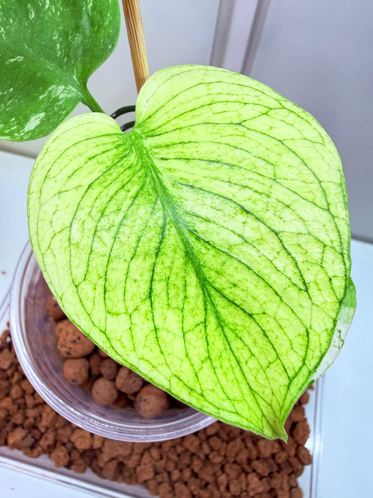 Monstera White Monster - WM1