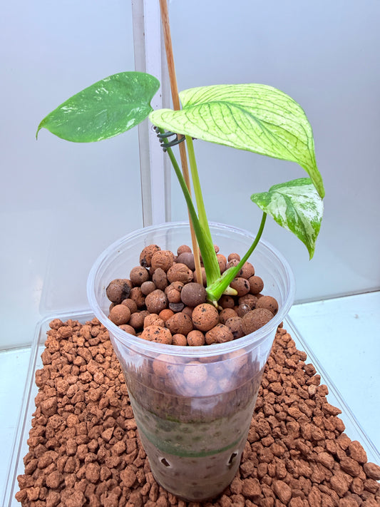 Monstera White Monster - WM1