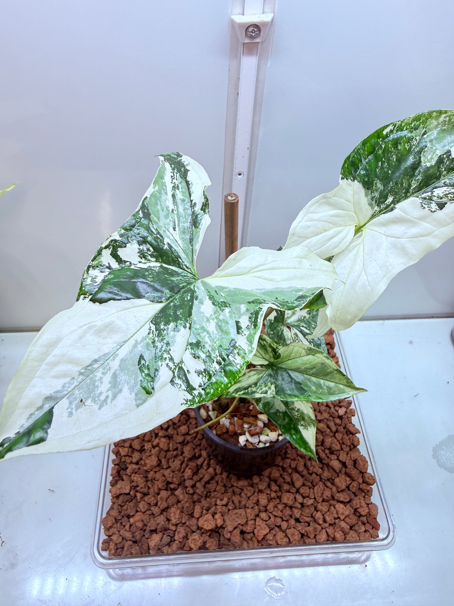 Syngonium Fantasy