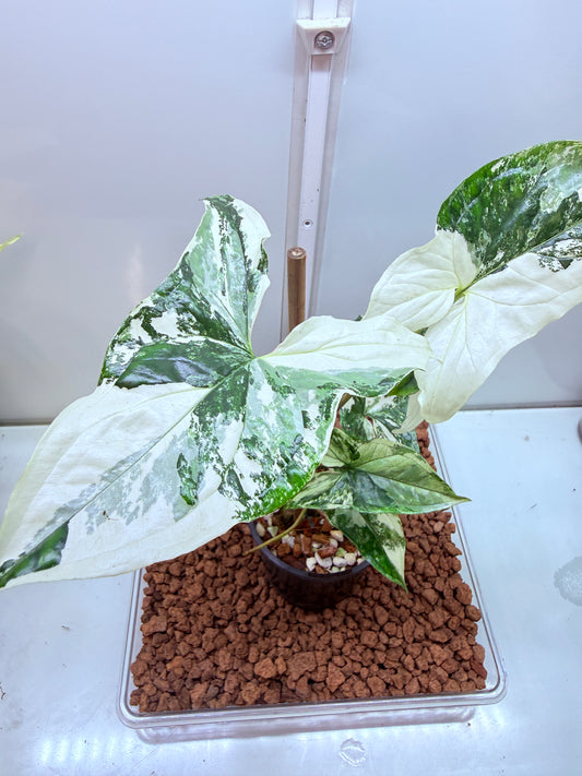 Syngonium Fantasy