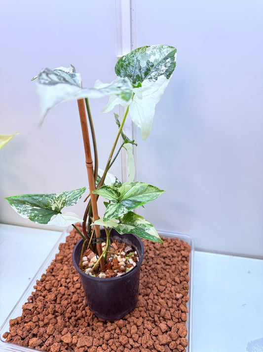 Syngonium Fantasy