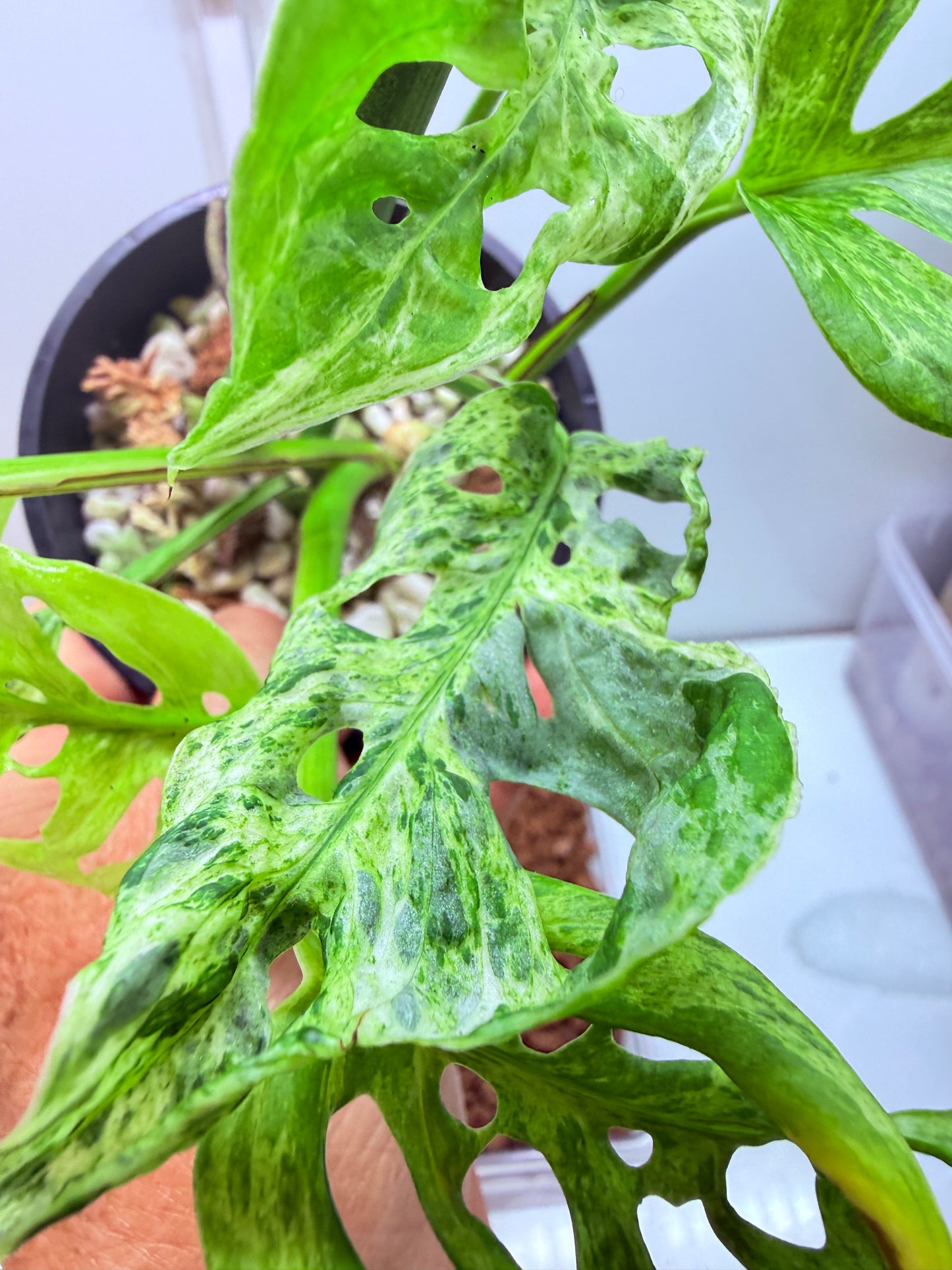 Monstera Adansonii Mottled Mint - MAM 1