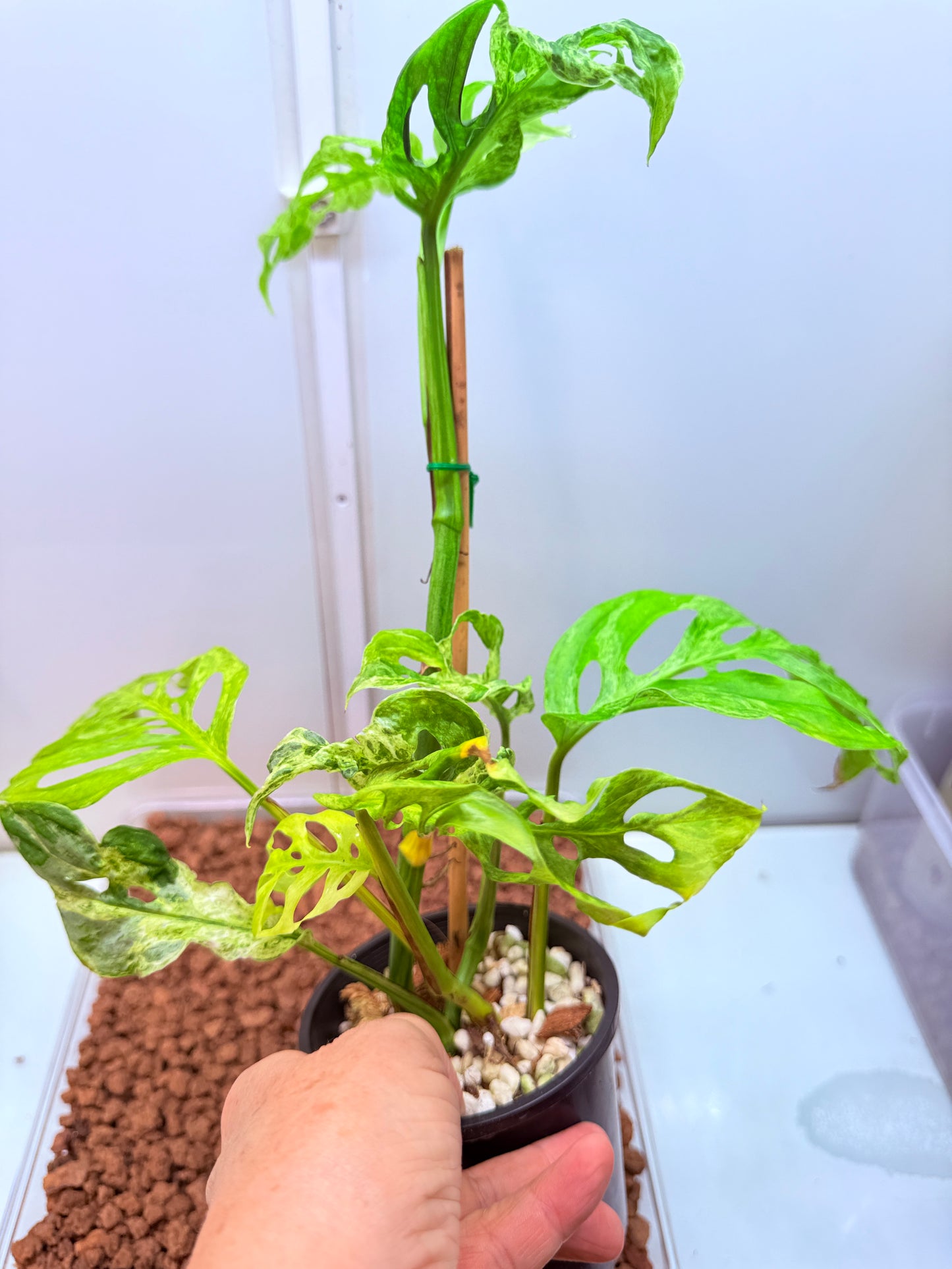 Monstera Adansonii Mottled Mint - MAM 1