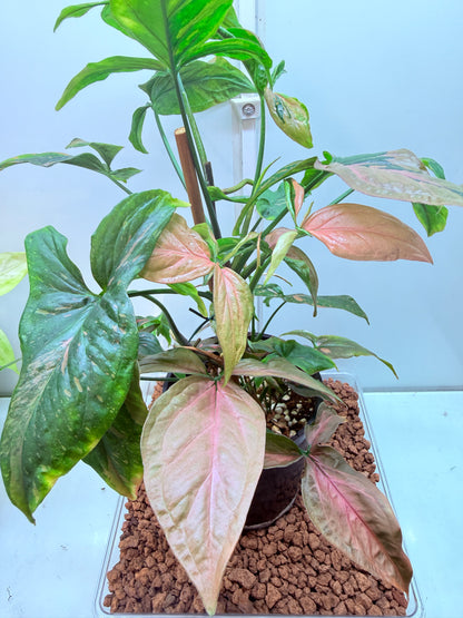 Syngonium Red Spot