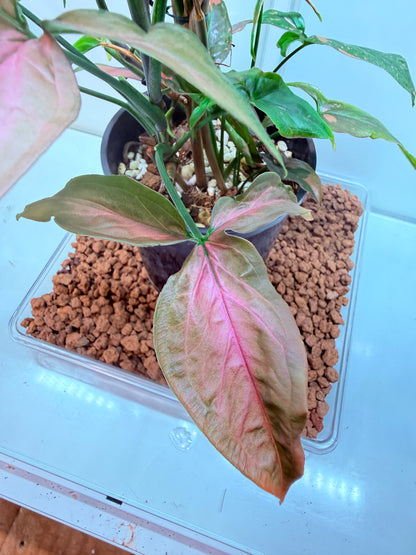 Syngonium Red Spot