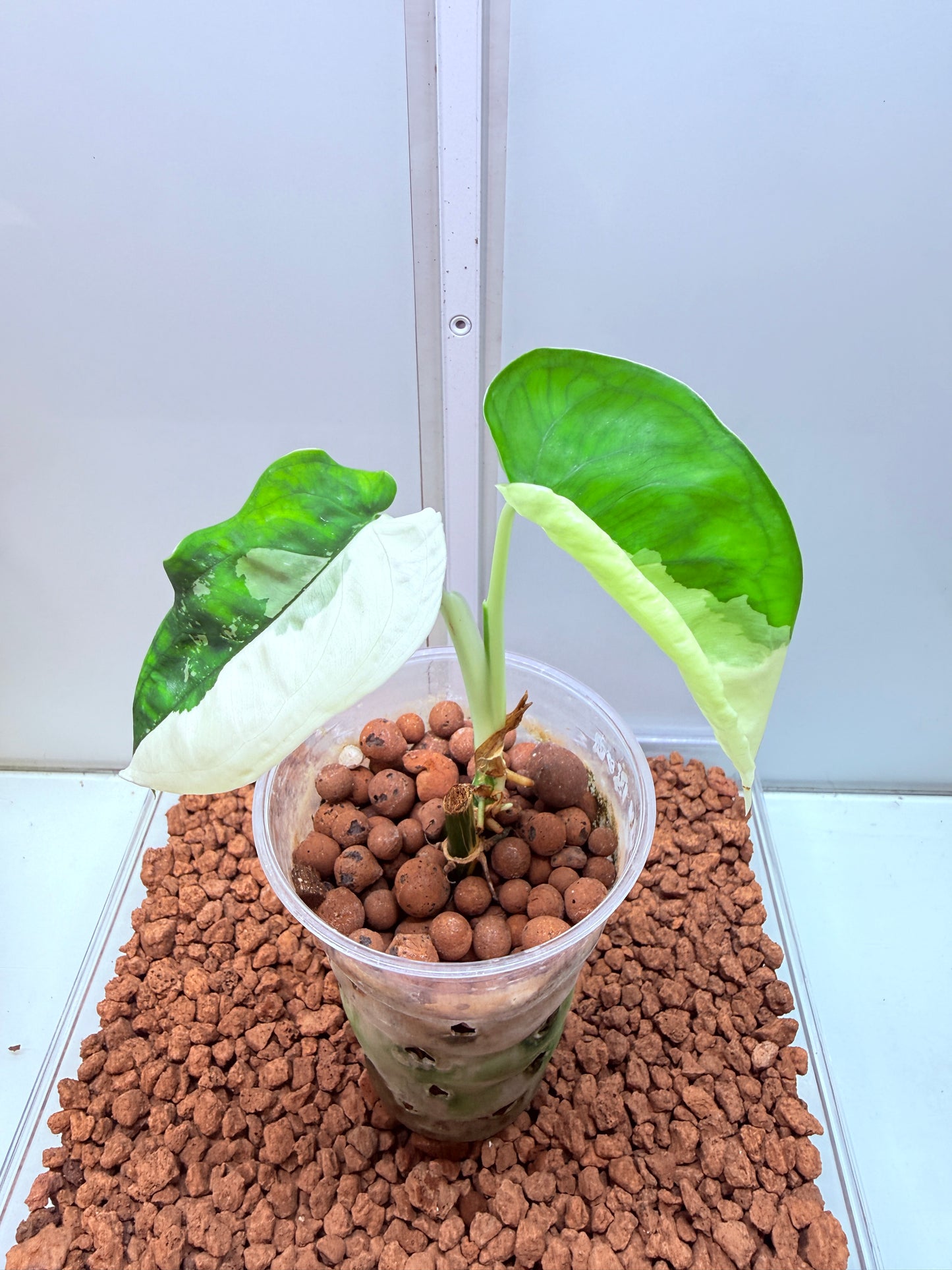 Syngonium Chiapense Variegated  - SVC 5