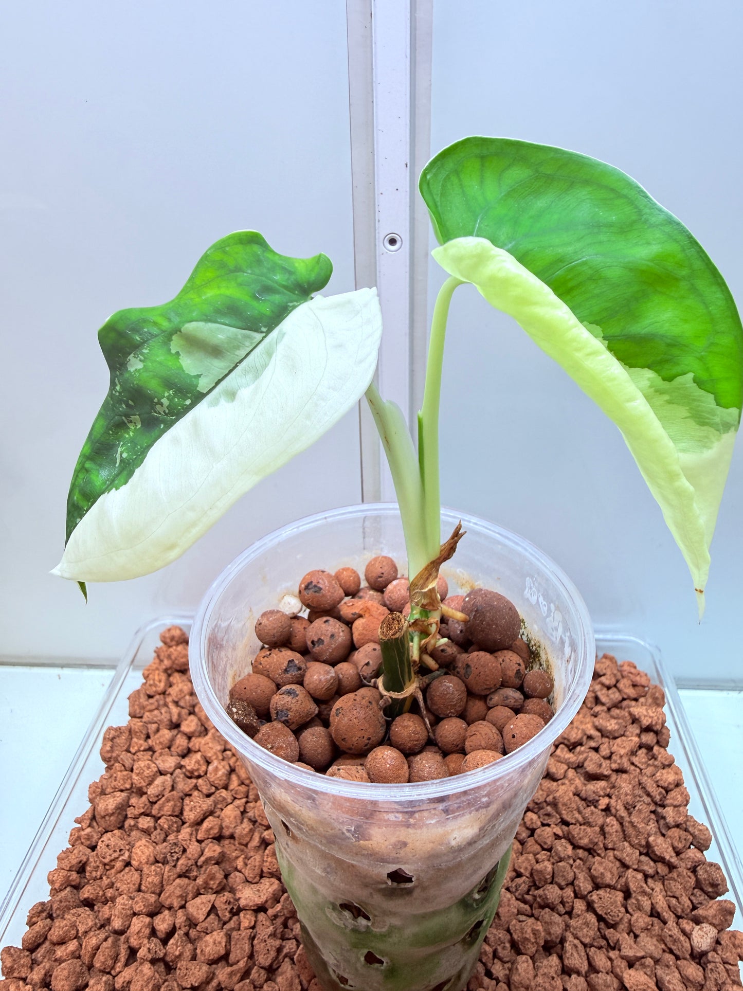 Syngonium Chiapense Variegated  - SVC 5