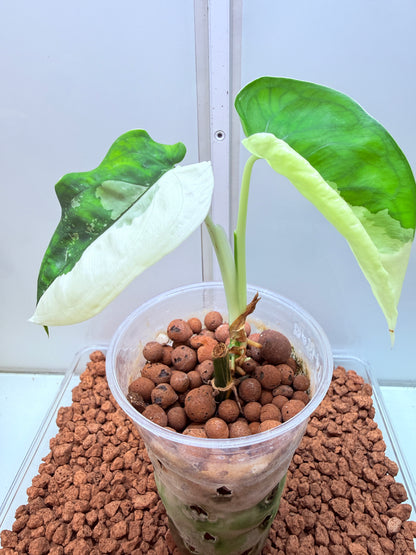 Syngonium Chiapense Variegated  - SVC 5