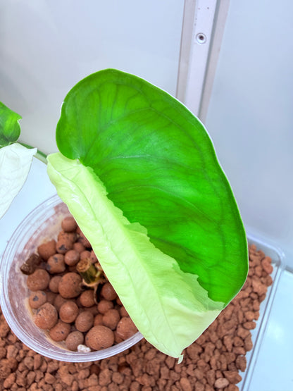 Syngonium Chiapense Variegated  - SVC 5