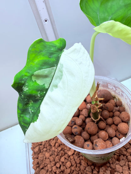 Syngonium Chiapense Variegated  - SVC 5