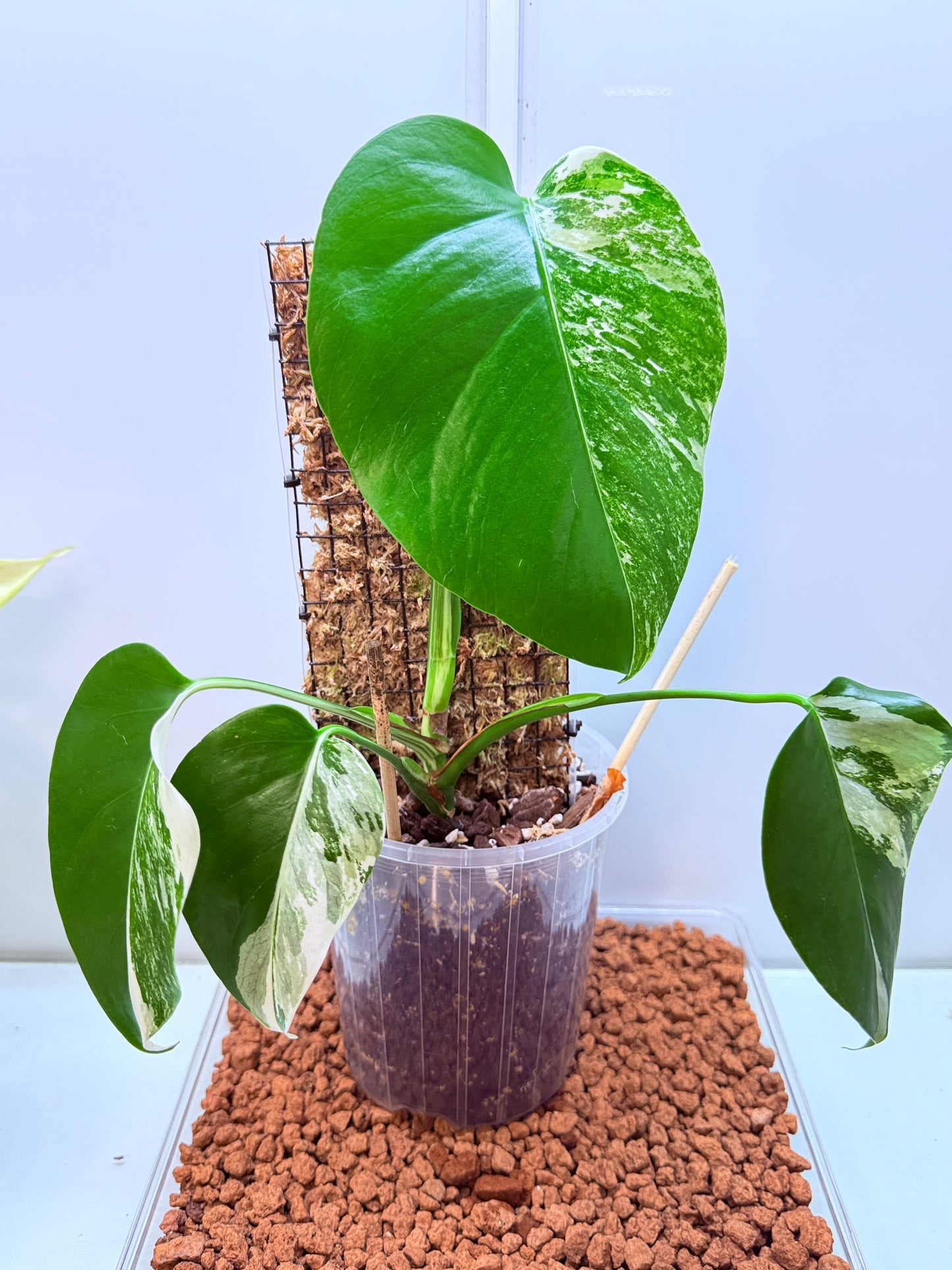 Monstera Borsigana Variegated - MBa