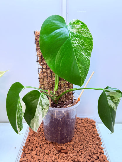 Monstera Borsigana Variegated - MBa